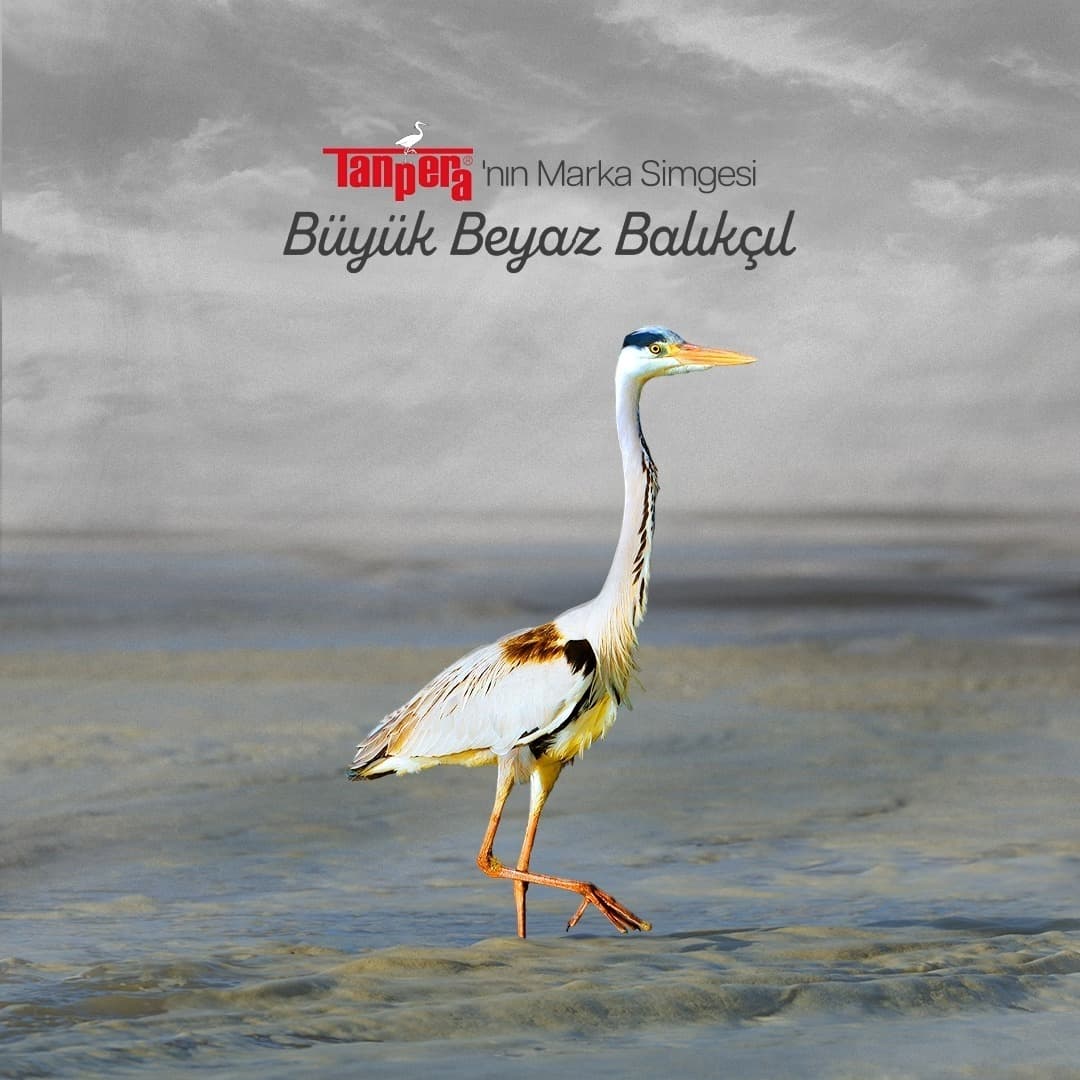 Tanpera’s Symbol: The Great White Egret and Heat Transfer